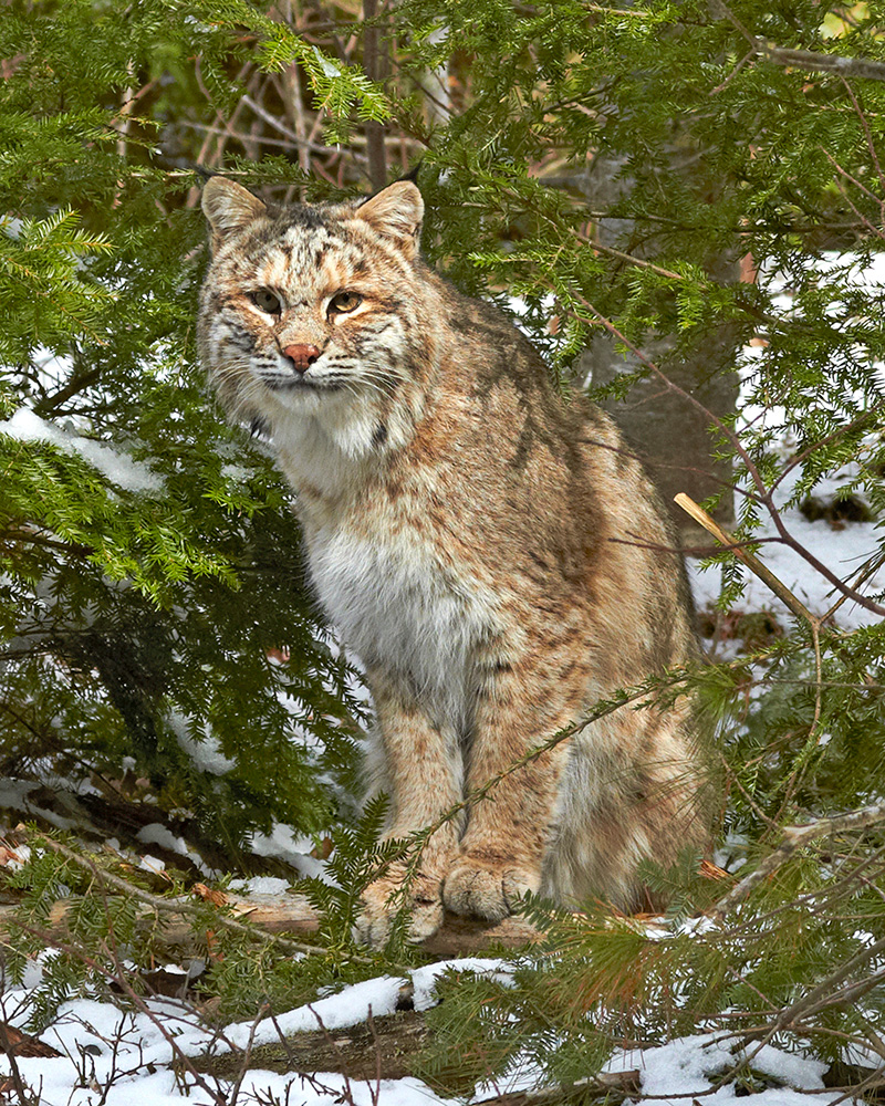 Bobcat sitting in snow