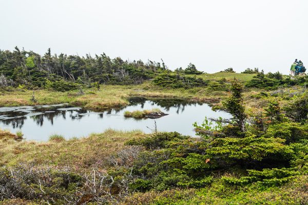 watery pond/bog