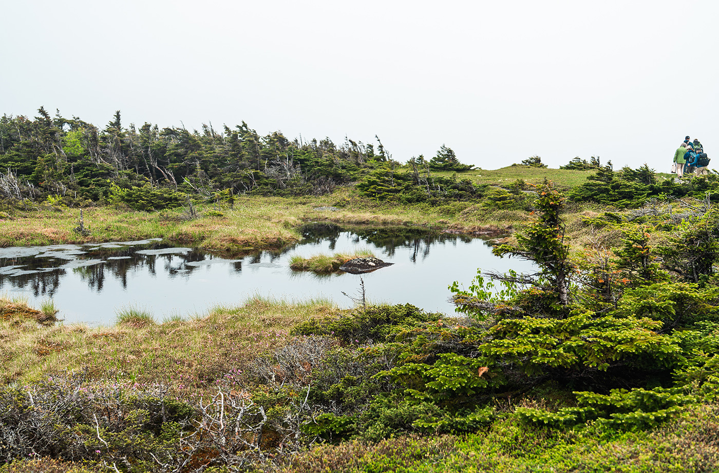 watery pond/bog