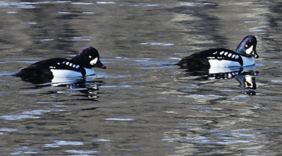 Barrow's Goldeneyes