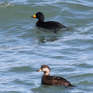 two ducks swimming next to each other