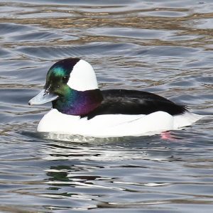 Bufflehead, Camden, by David Small