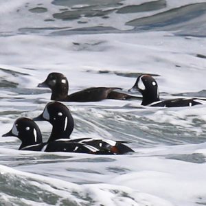 several ducks swimming in water 