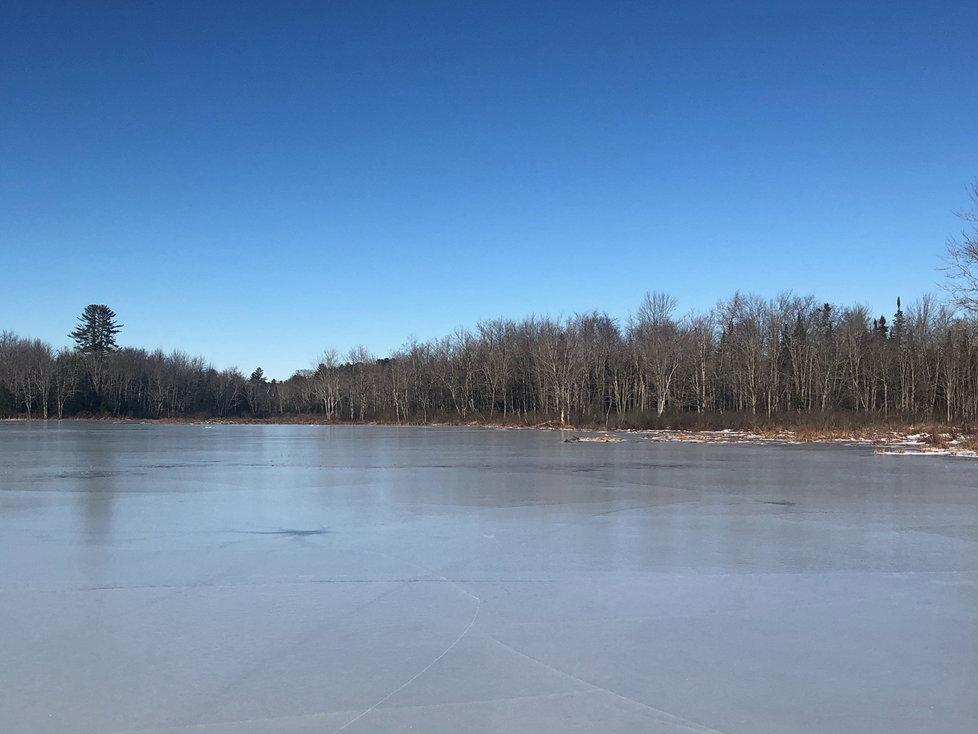 view of ice-covered bog with trees and bluebird sky