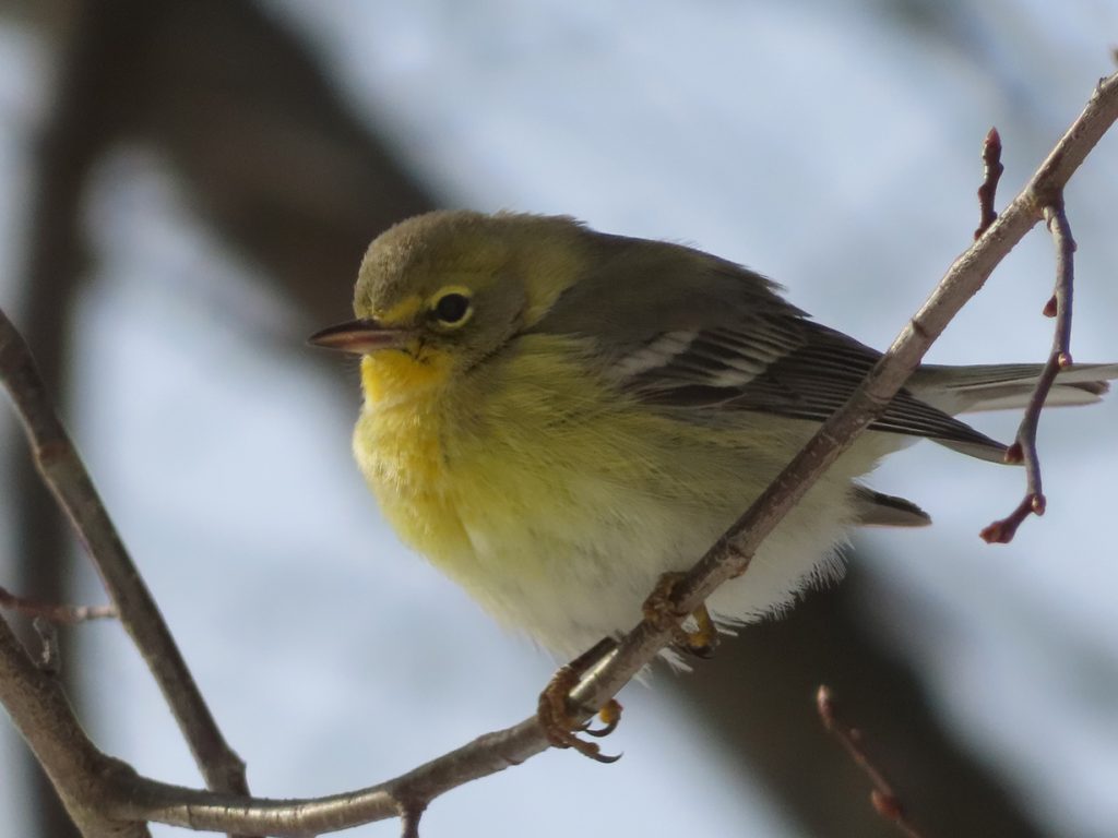 pine warbler in tree in winter