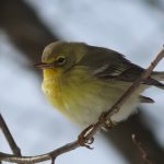 pine warbler in tree in winter