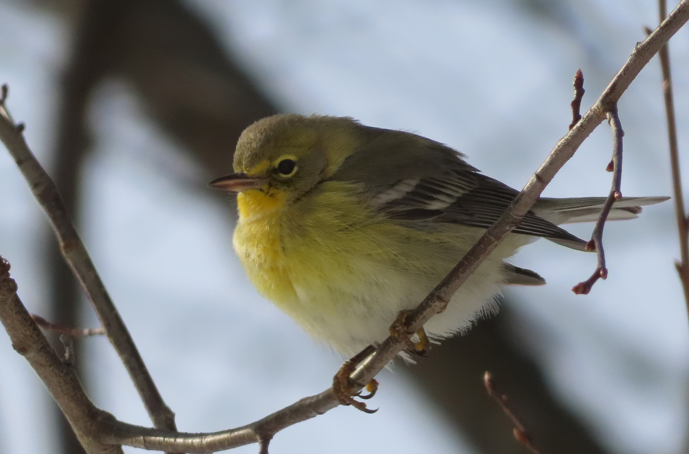 pine warbler in tree in winter