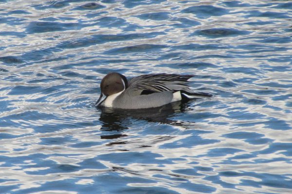 Duck swimming in water