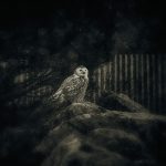 Snowy Owl sitting on rock