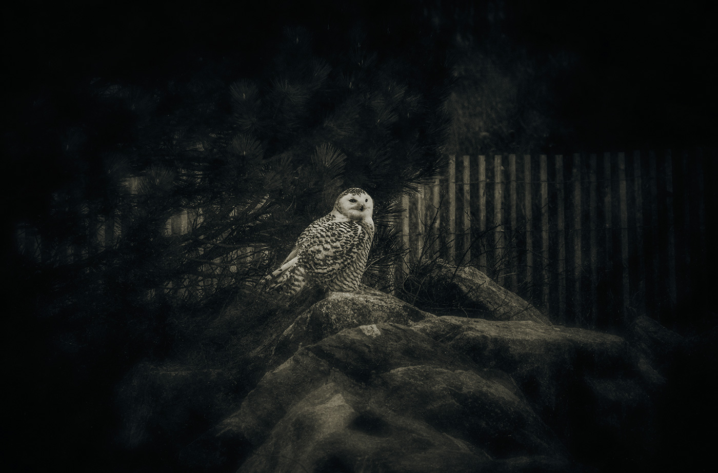 Snowy Owl sitting on rock