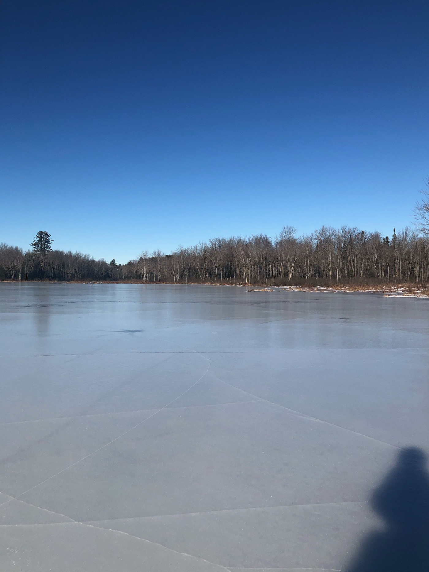 view of ice-covered bog with trees and bluebird sky