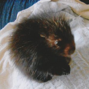 baby porcupine