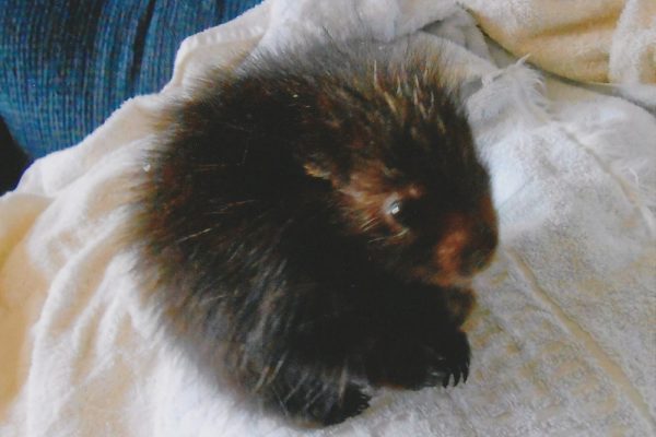 baby porcupine