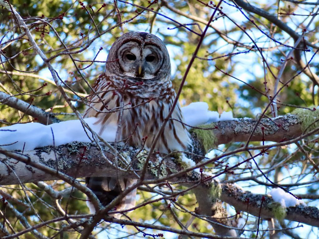 Barred Owl sitting in tree on snow-covered branch