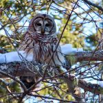 Barred Owl sitting in tree on snow-covered branch