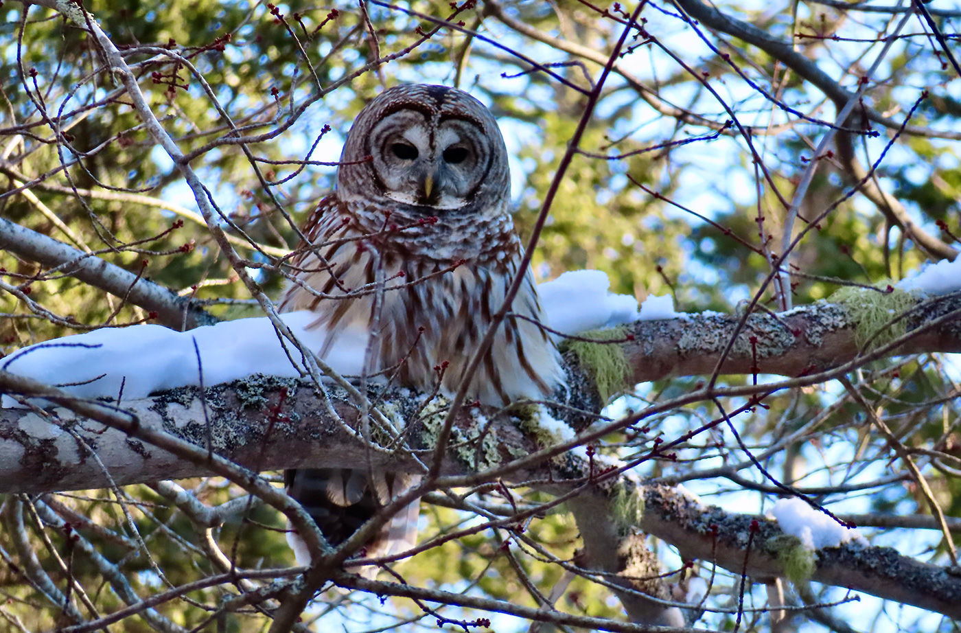 Barred Owl sitting in tree on snow-covered branch