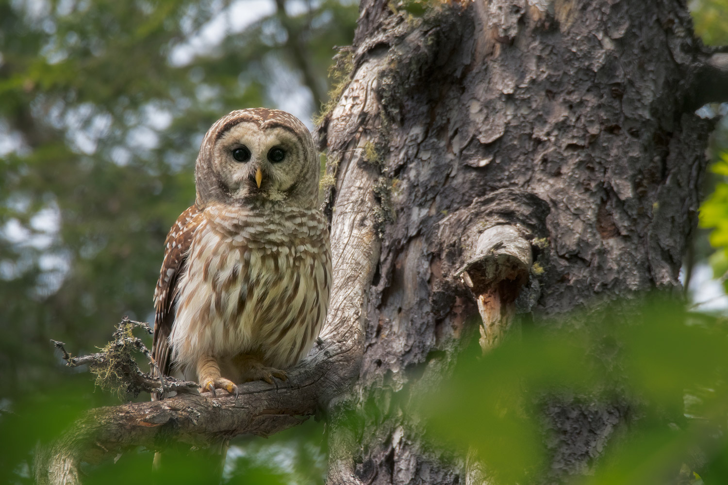 owl sitting in tree