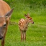 fawn standing on grass with close up of mother doe starring at camera