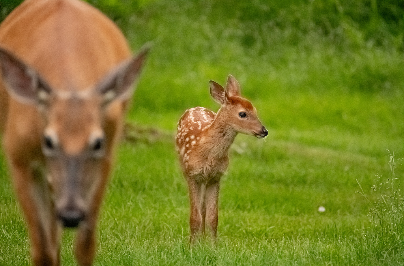 fawn standing on grass with close up of mother doe starring at camera