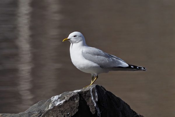 Common Gull perched on rock