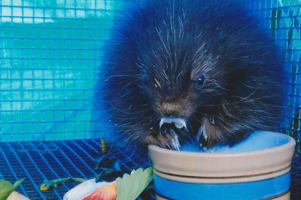 porcupine eating out of bowl in cage