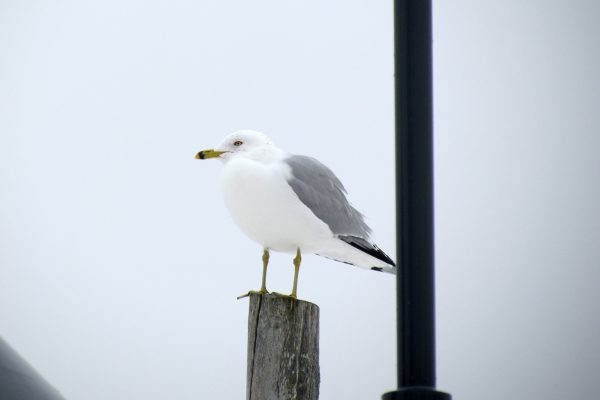 Ring-billed Gull perched on wooden post