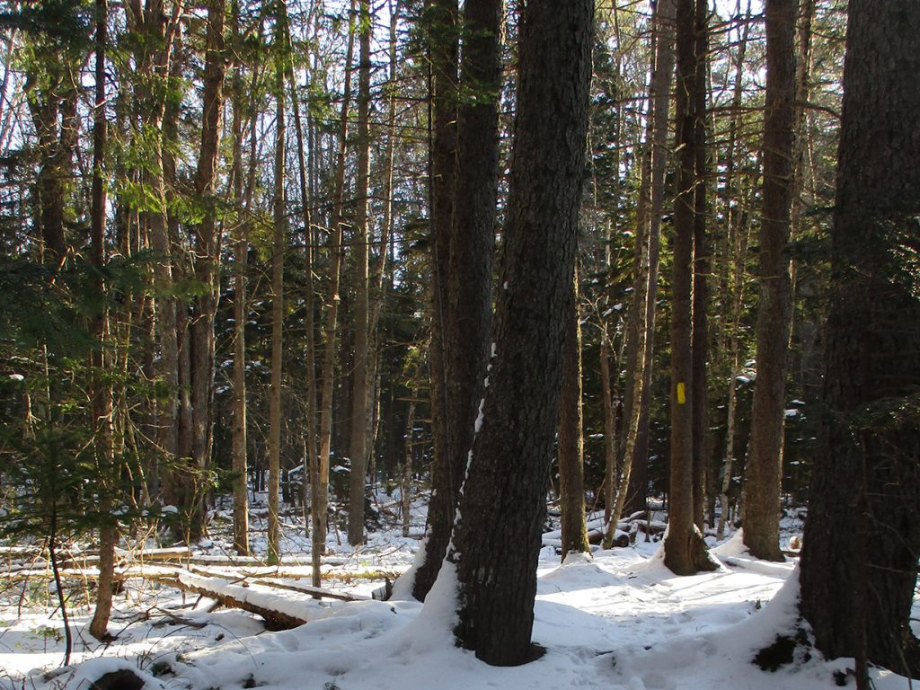 Wilson's-Cove-bogwalk-Harpswell-Rankin