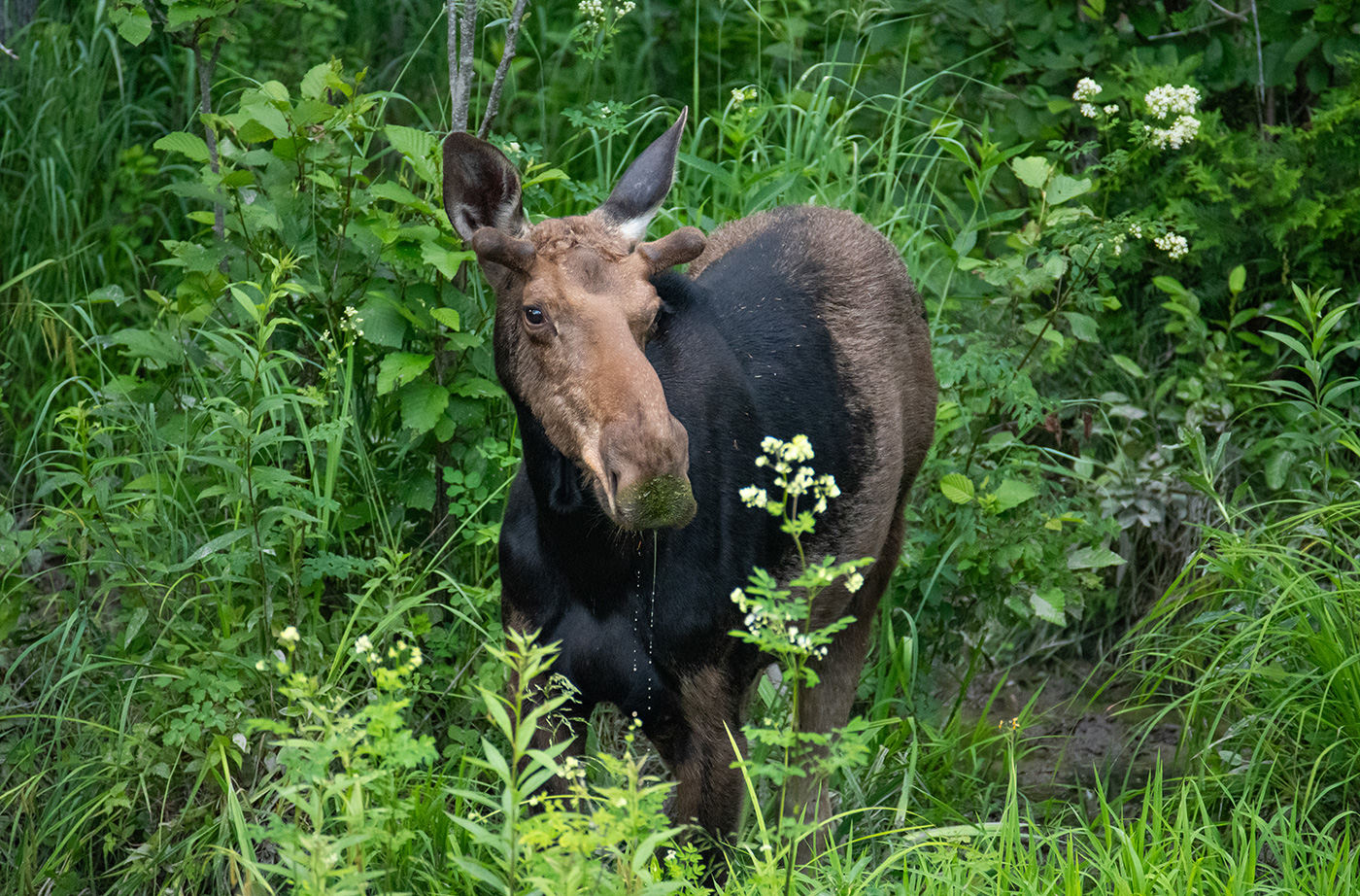 Moose standing in bushes looking at camera
