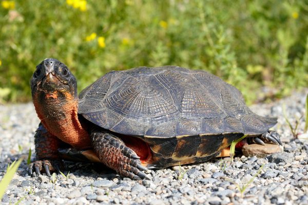 wood turtle on gravel surface looking at camera